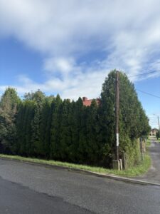 Przycinanie thuj Wodzisław Śląski