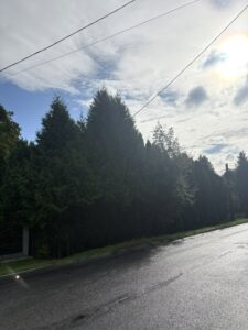 Przycinanie thuj Wodzisław Śląski