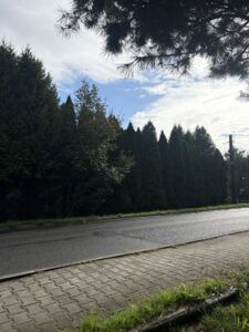 Przycinanie thuj Wodzisław Śląski