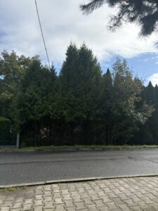 Przycinanie thuj Wodzisław Śląski