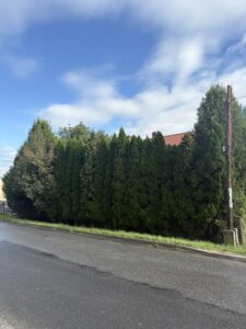Przycinanie thuj Wodzisław Śląski