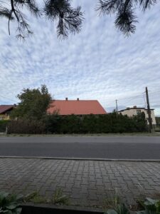 Przycinanie thuj Wodzisław Śląski