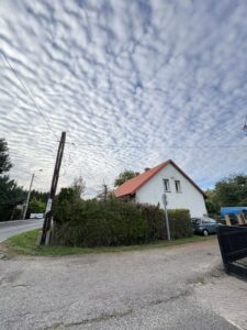 Przycinanie thuj Wodzisław Śląski