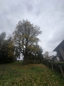 Pielęgnacja dębu w Żorach