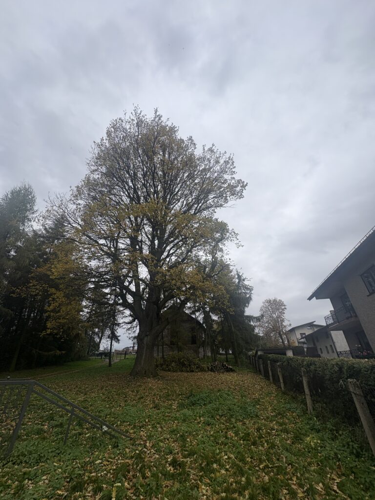 Pielęgnacja dębu w Żorach