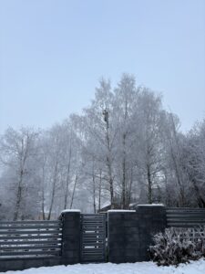Pielęgnacja brzóz Katowice