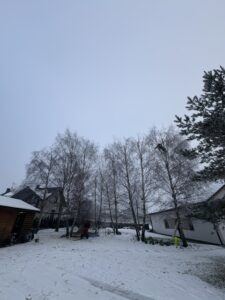 Pielęgnacja brzóz Katowice