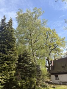 Przycinanie drzew i pielęgnacja Szczyrk Brenna Buczkowice Rybarzowice Lipowa