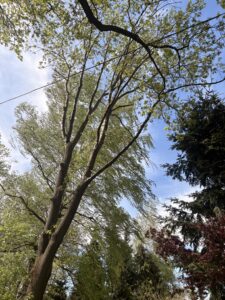 Przycinanie drzew i pielęgnacja Szczyrk Brenna Buczkowice Rybarzowice Lipowa