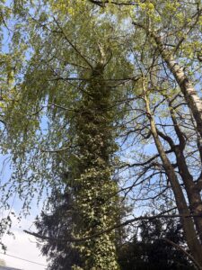 Przycinanie drzew i pielęgnacja Szczyrk Brenna Buczkowice Rybarzowice Lipowa