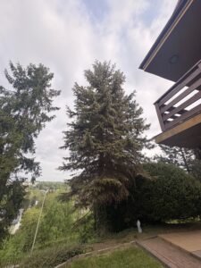 Wycinka drzew Żywiec - schnący świerk