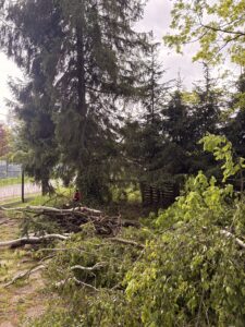 Przycinanie drzew i pielęgnacja Katowice Brynów Ochojec Ligota Muchowiec Załęże