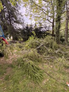 Przycinanie drzew i pielęgnacja Katowice Brynów Ochojec Ligota Muchowiec Załęże