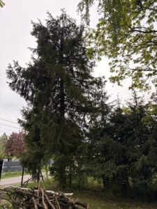 Przycinanie drzew i pielęgnacja Katowice Brynów Ochojec Ligota Muchowiec Załęże