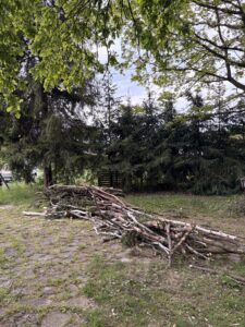 Przycinanie drzew i pielęgnacja Katowice Brynów Ochojec Ligota Muchowiec Załęże