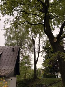 Przycinanie drzew i pielęgnacja Katowice Brynów Ochojec Ligota Muchowiec Załęże