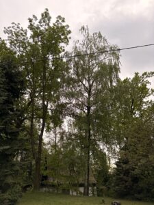 Przycinanie drzew i pielęgnacja Katowice Brynów Ochojec Ligota Muchowiec Załęże