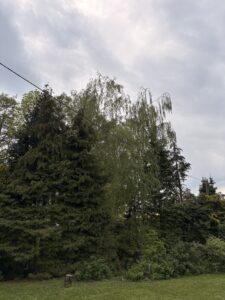 Przycinanie drzew i pielęgnacja Katowice Brynów Ochojec Ligota Muchowiec Załęże
