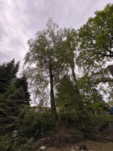 Przycinanie drzew i pielęgnacja Bielsko Biała