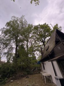 Przycinanie drzew i pielęgnacja Śląsk Katowice Bielsko Chorzów Sosnowiec