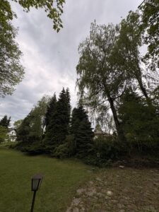 Przycinanie drzew i pielęgnacja Śląsk Katowice Bielsko Chorzów Sosnowiec