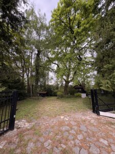 Przycinanie drzew i pielęgnacja Bielsko Biała