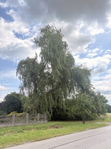 Przycinanie drzew Cieszyn - przycinanie wierzby