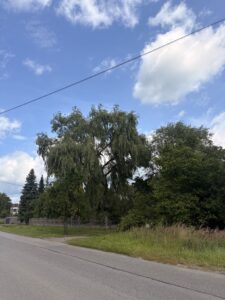 Przycinanie drzew Cieszyn - przycinanie wierzby