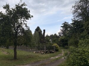 Przycinanie drzew Cieszyn - przycinanie wierzby